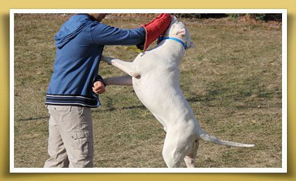 Dream Dogos - Dogo Argentino Breeder