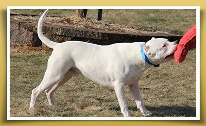 Dream Dogos - Dogo Argentino Breeder