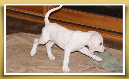 Dream Dogos - Dogo Argentino Breeder