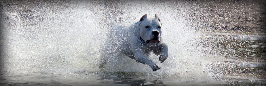 Dream Dogos - Dogo Argentino Breeder