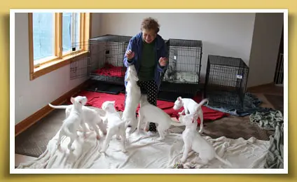 An image of Dogo Argentino puppies for sale