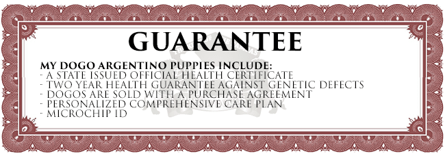 healthcertificate Dream Dogos - Dogo Argentino Breeder