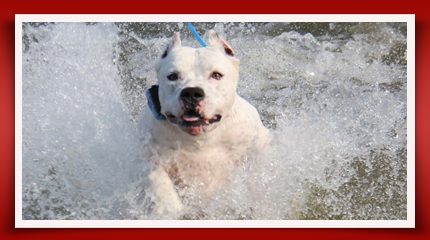 A white dog is running through water