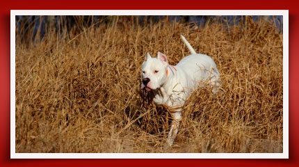 Dream Dogos - Dogo Argentino Breeder