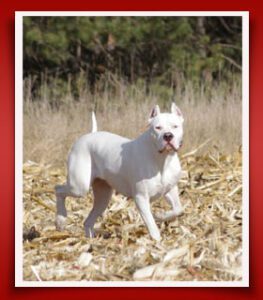 argentino dogo lihuen