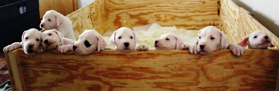 Dream Dogos - Dogo Argentino Breeder