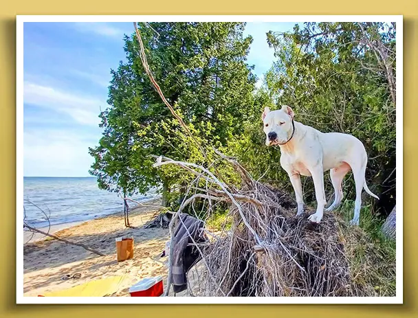 A dog standing on top of a tree near the beach.