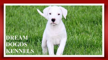 A white puppy standing in the grass with text