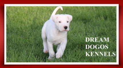 Dream Dogos - Dogo Argentino Breeder