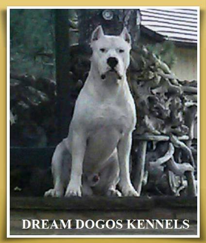 A white dog sitting on top of a wooden fence.