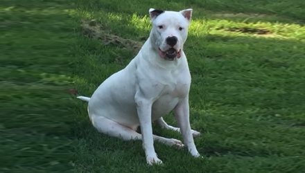 A white dog sitting in the grass with its tongue hanging out.