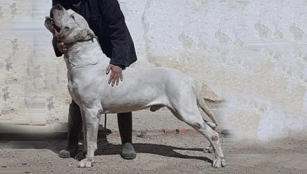 A person standing next to a large white dog.