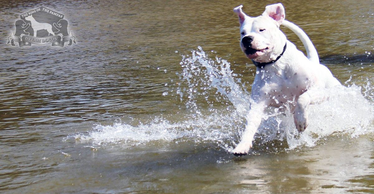 A white dog swimming alone