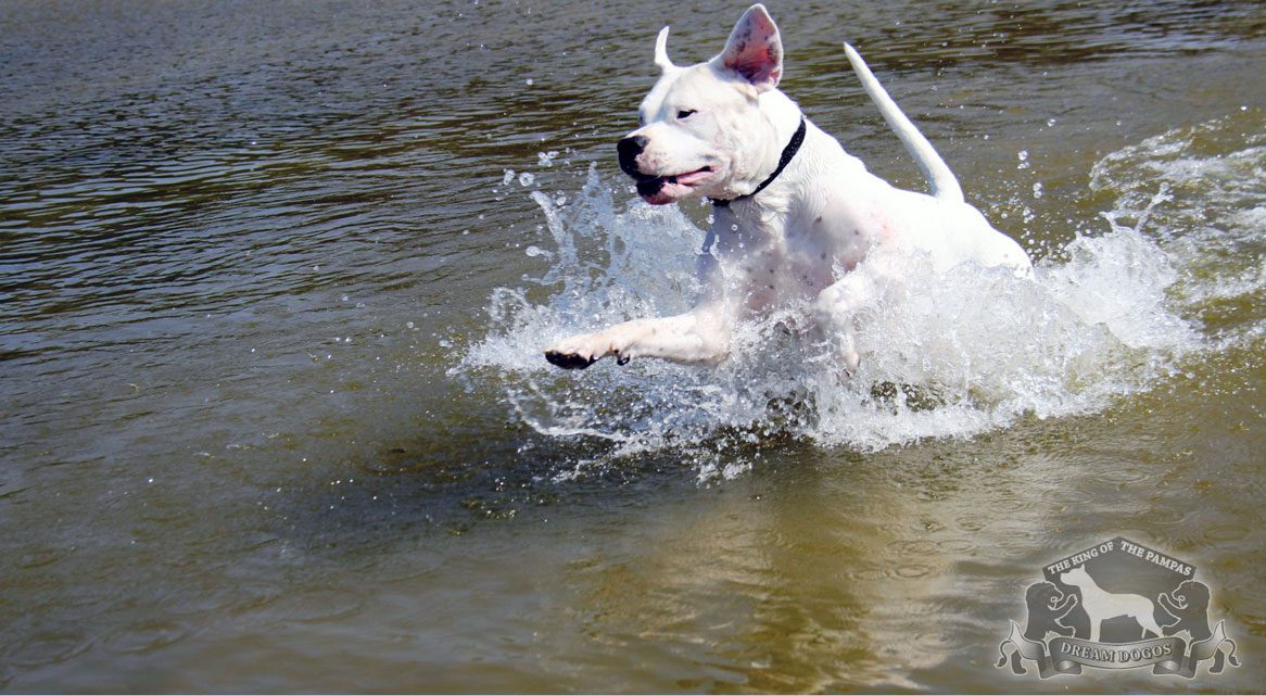 A big white dog on water