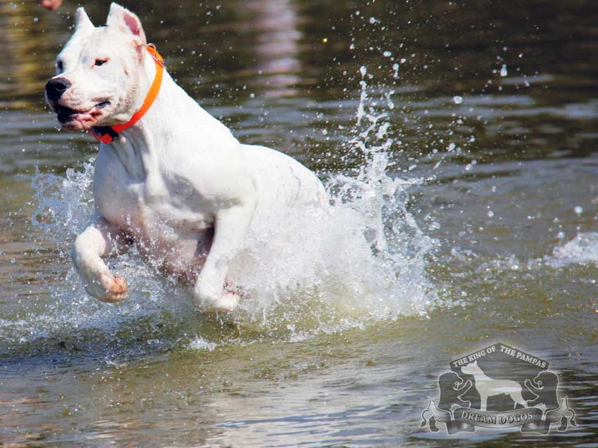 A dog having fun on water