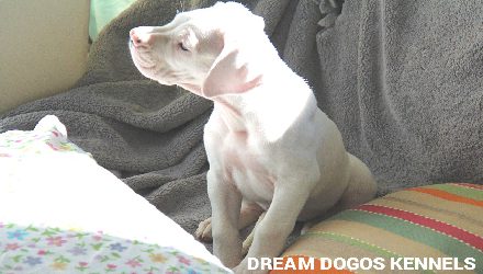 A white dog sitting on top of a blanket.