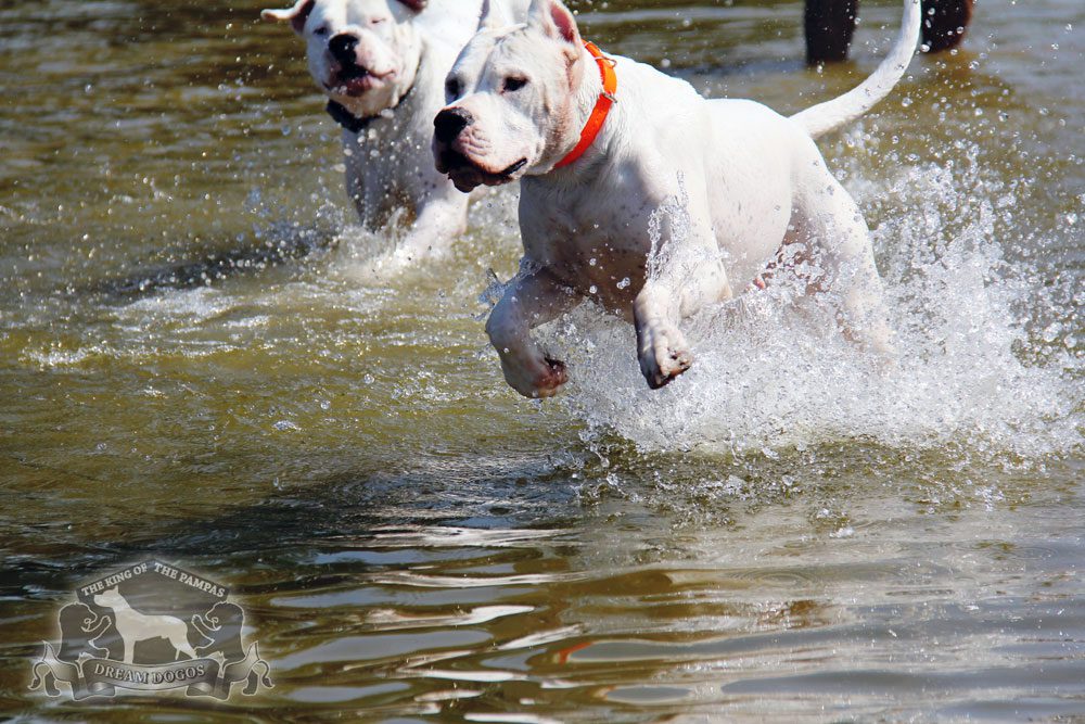 Two white dogs playing on water
