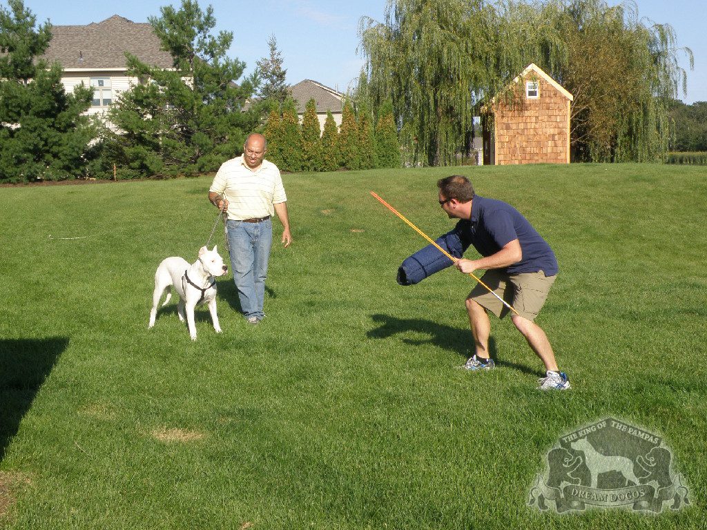 Two men training with a white dog