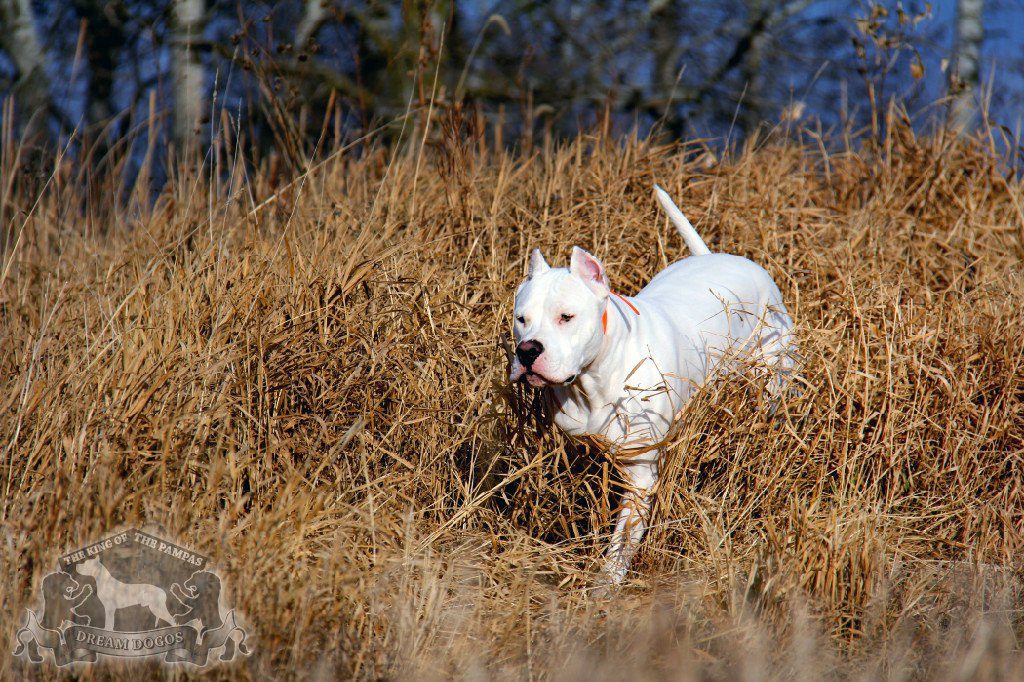 A white dog walking in a field