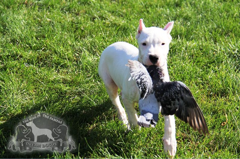 A white dog biting a bird