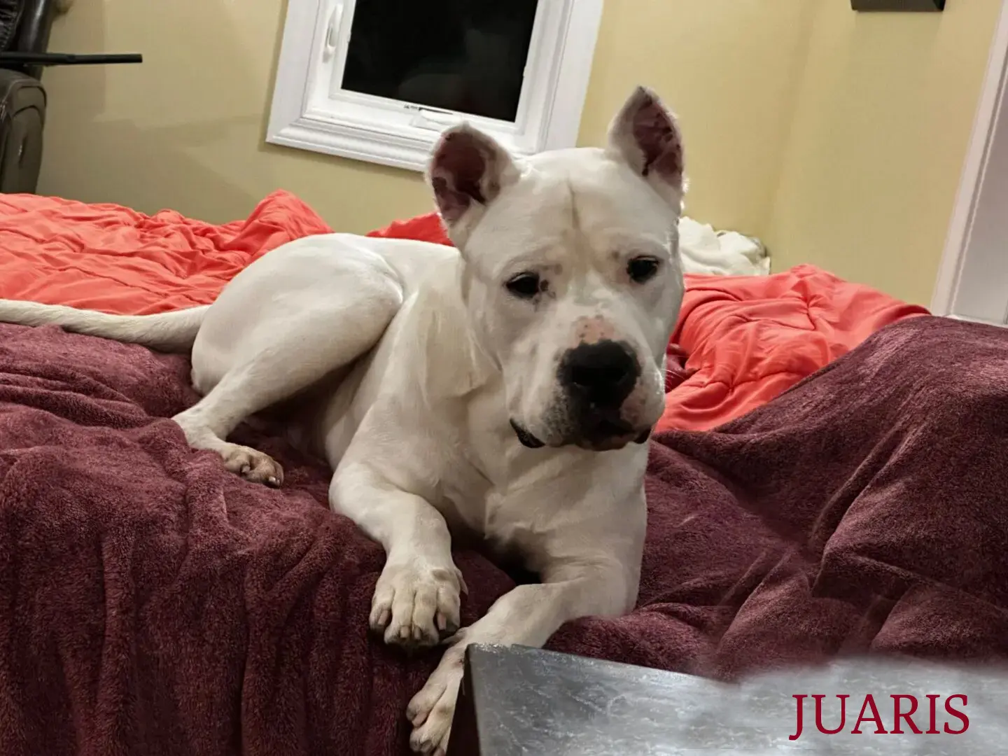 A white dog laying on top of a bed.