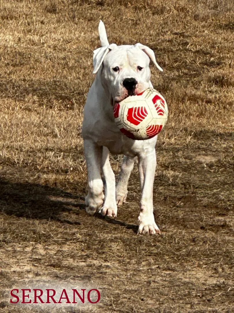 A dog holding a ball in its mouth.