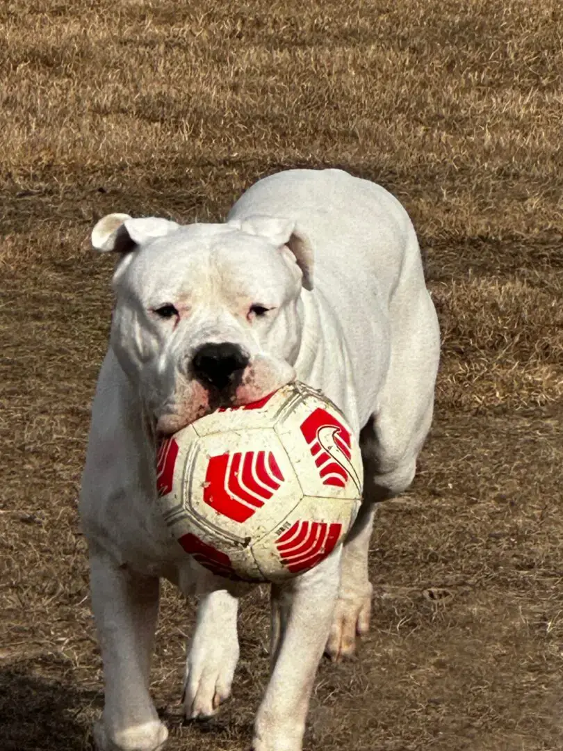 A white dog holding onto a soccer ball