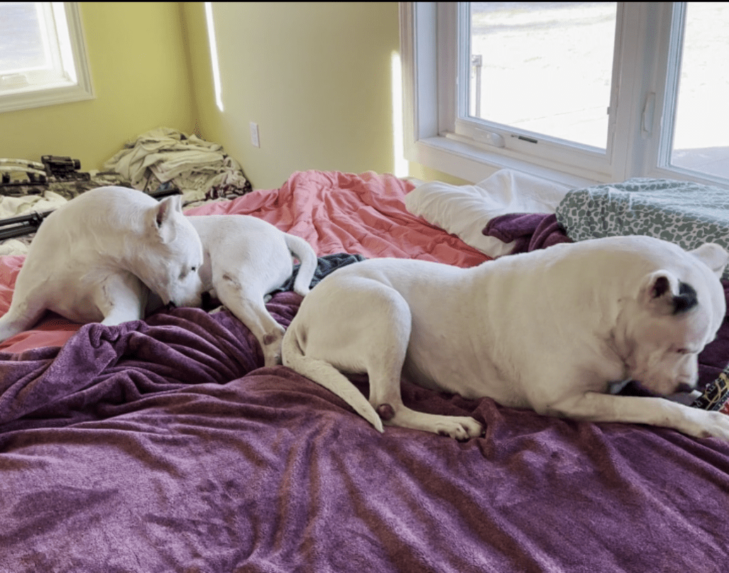 Three dogs sleeping on a bed in front of the window.