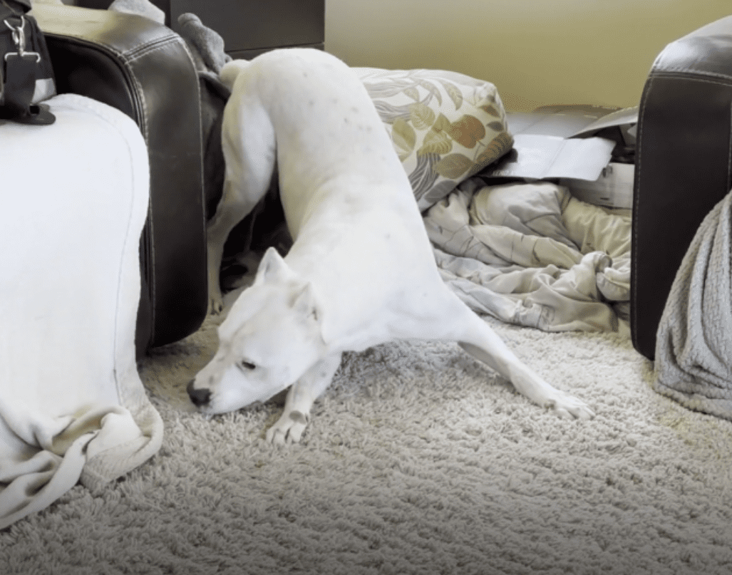 A white dog laying on the floor in front of a couch.