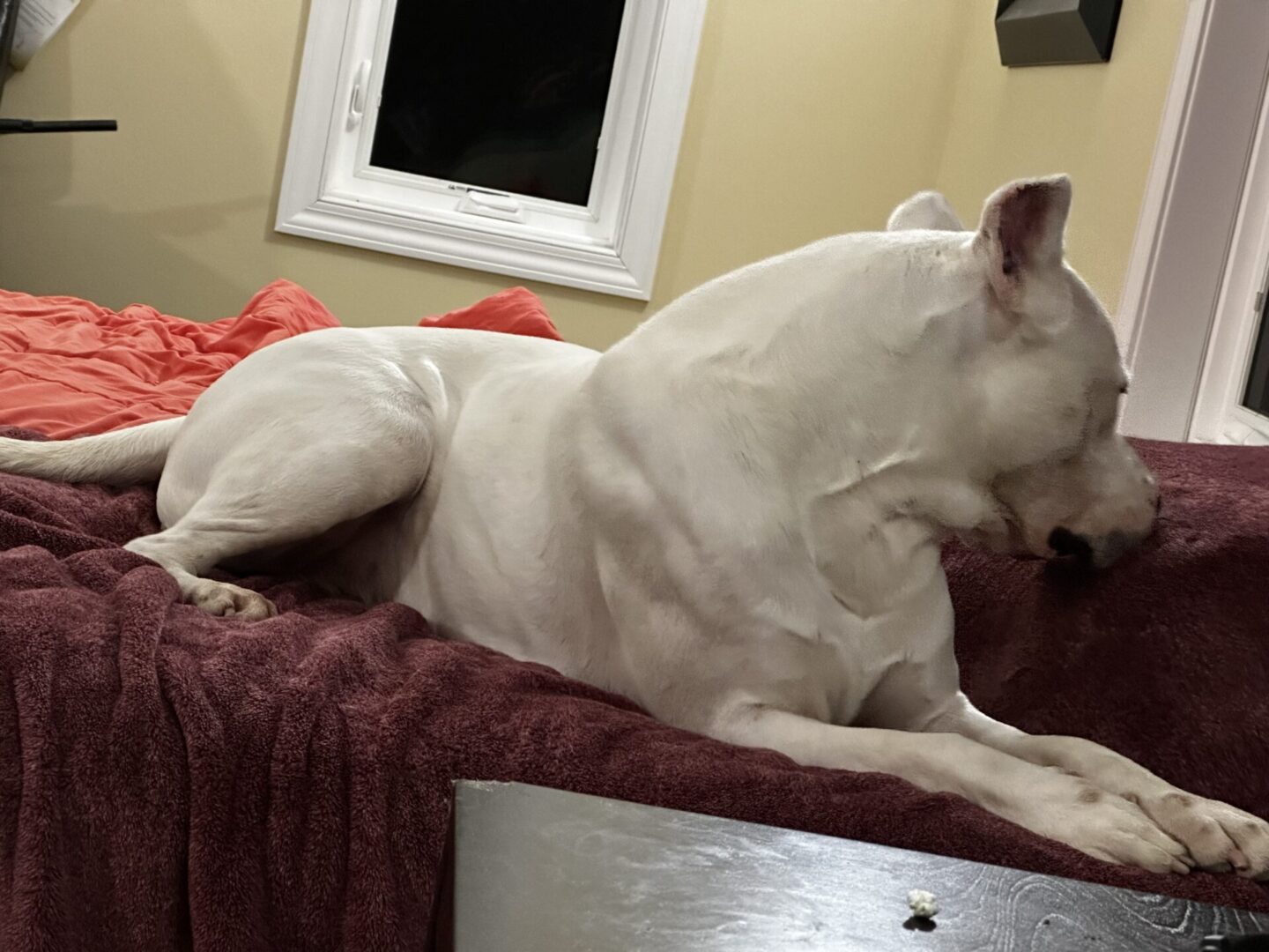 A white dog laying on top of a bed.