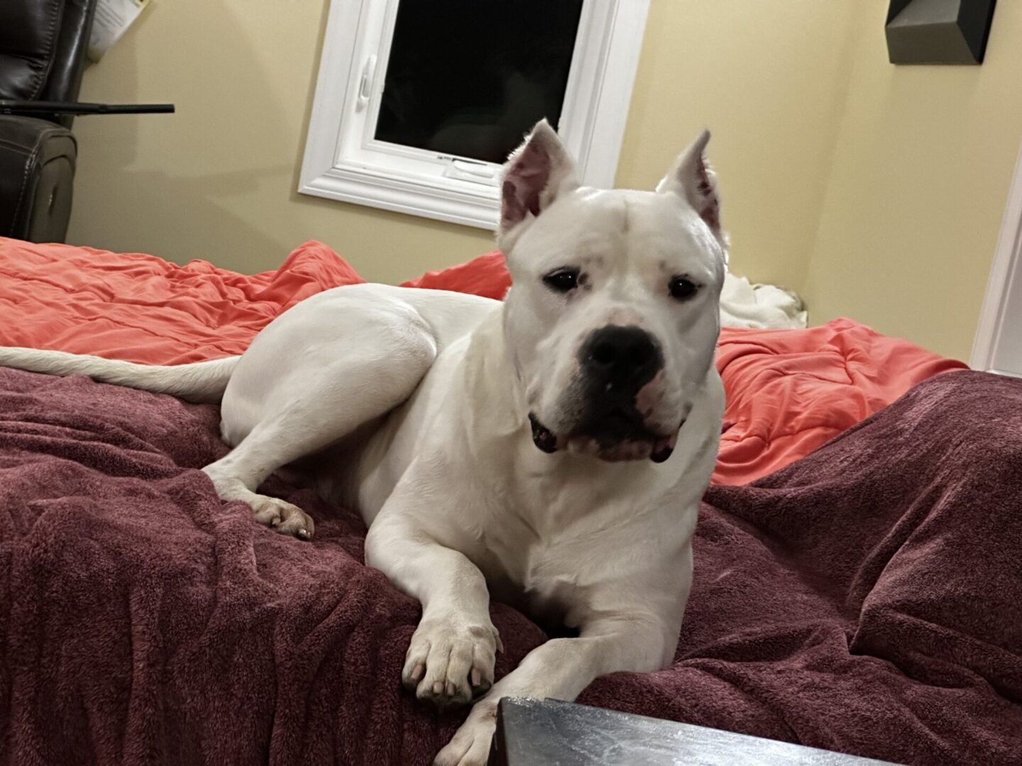 A white dog laying on top of a bed.