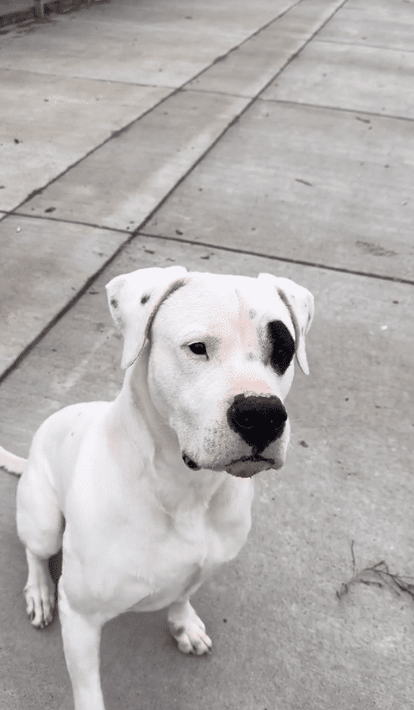 A white dog with black spots sitting on the sidewalk.