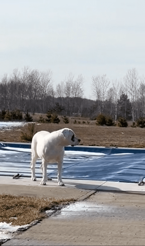 A white dog standing on the side of a road.