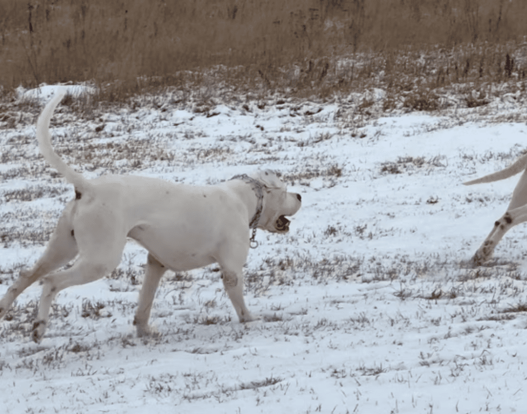 Two dogs running in the snow on a field.